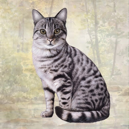 Silver Tabby Coaster Sq.