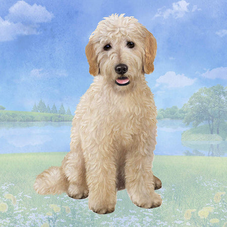 Goldendoodle Coaster Sq.