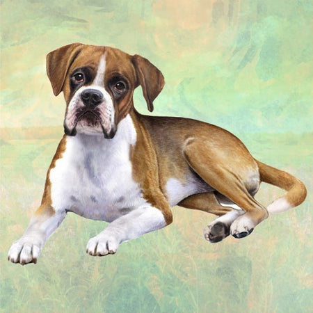 Boxer Uncrpped Coaster Sq.