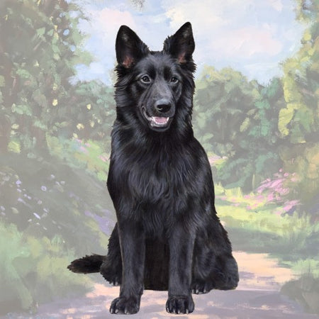 German Shepherd Black Coaster Sq.