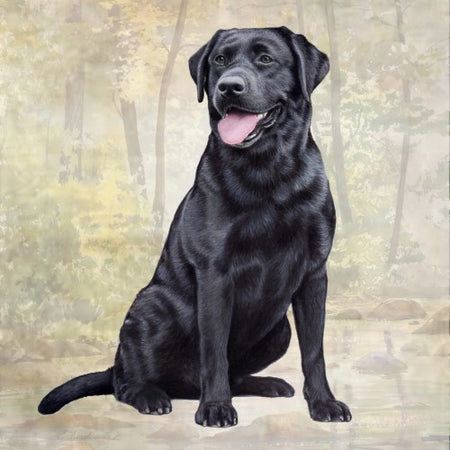 Black Lab Coaster Sq.