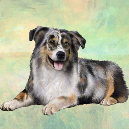 Australian Shepherd Coaster Square