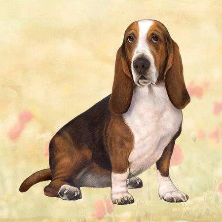 Basset Hound Coaster Sq.