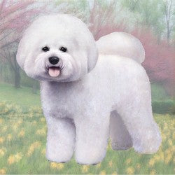 Bichon Frise Coaster Sq.