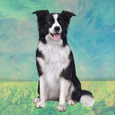 Border Collie Coaster Sq.