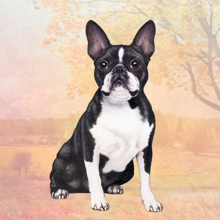 Boston Terrier Coaster Sq.