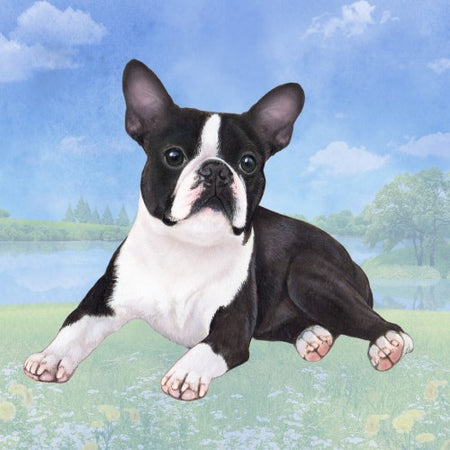 Boston Terrier Coaster Sq.