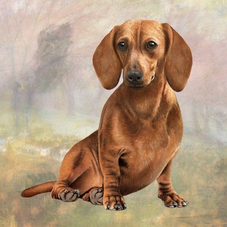 Red Dachshund Coaster Sq.