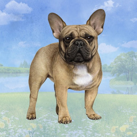 French Bulldog Coaster Sq.