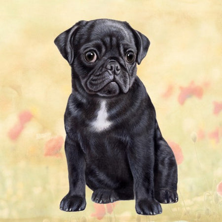 Black Pug Coaster Sq.