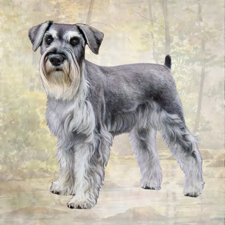 Schnauzer Uncropped CoasterSq.