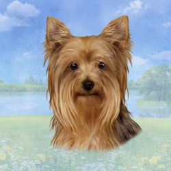 Yorkie Coaster Sq.